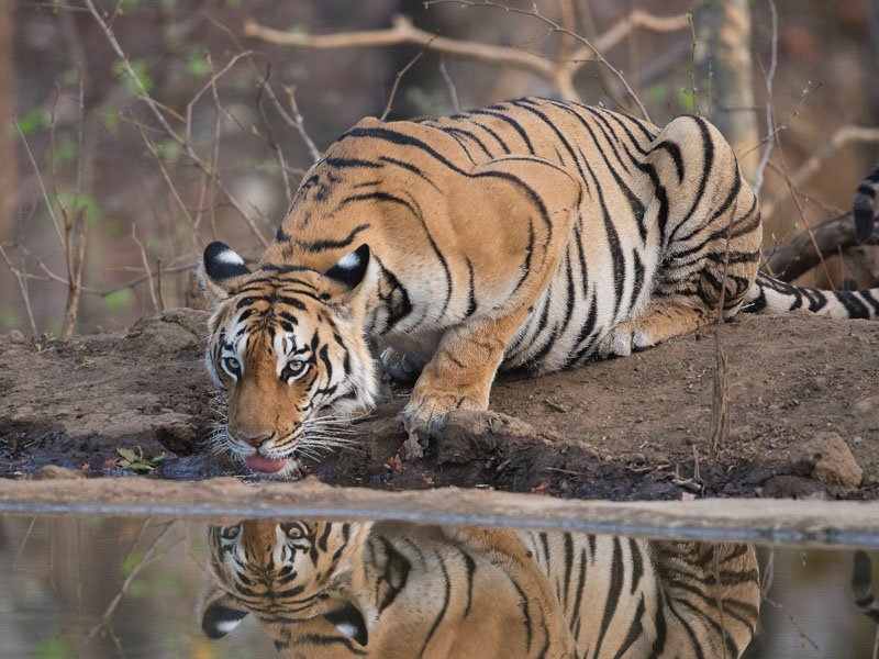Tiger Tours_with indiawildsafaris