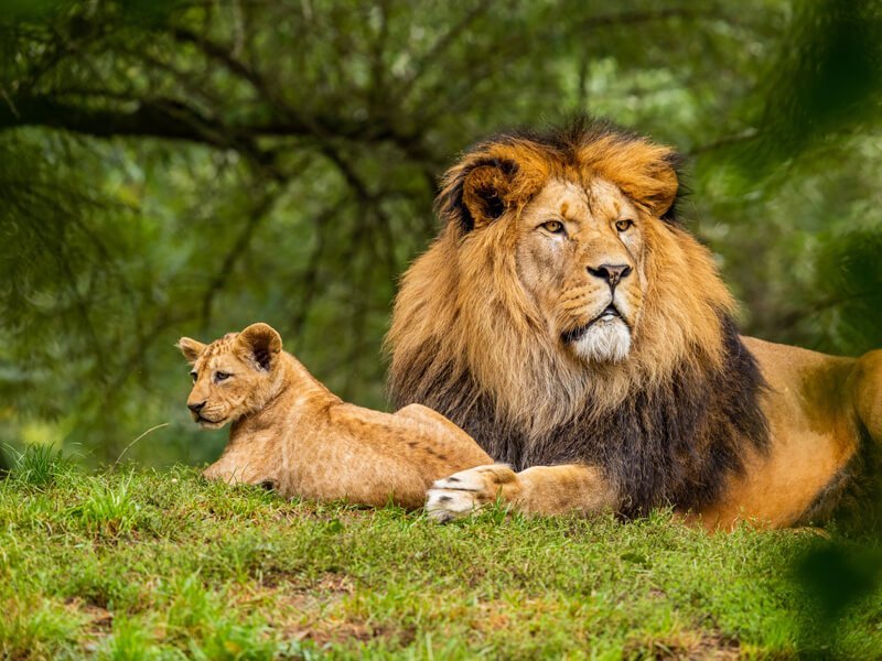 wildlifetour with indiawildsafaris
