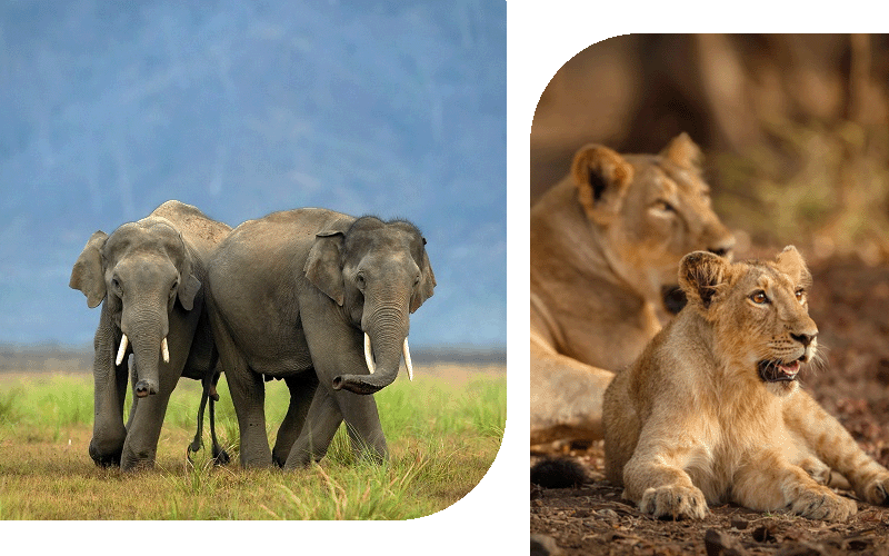 Best Wildlife Safari in India